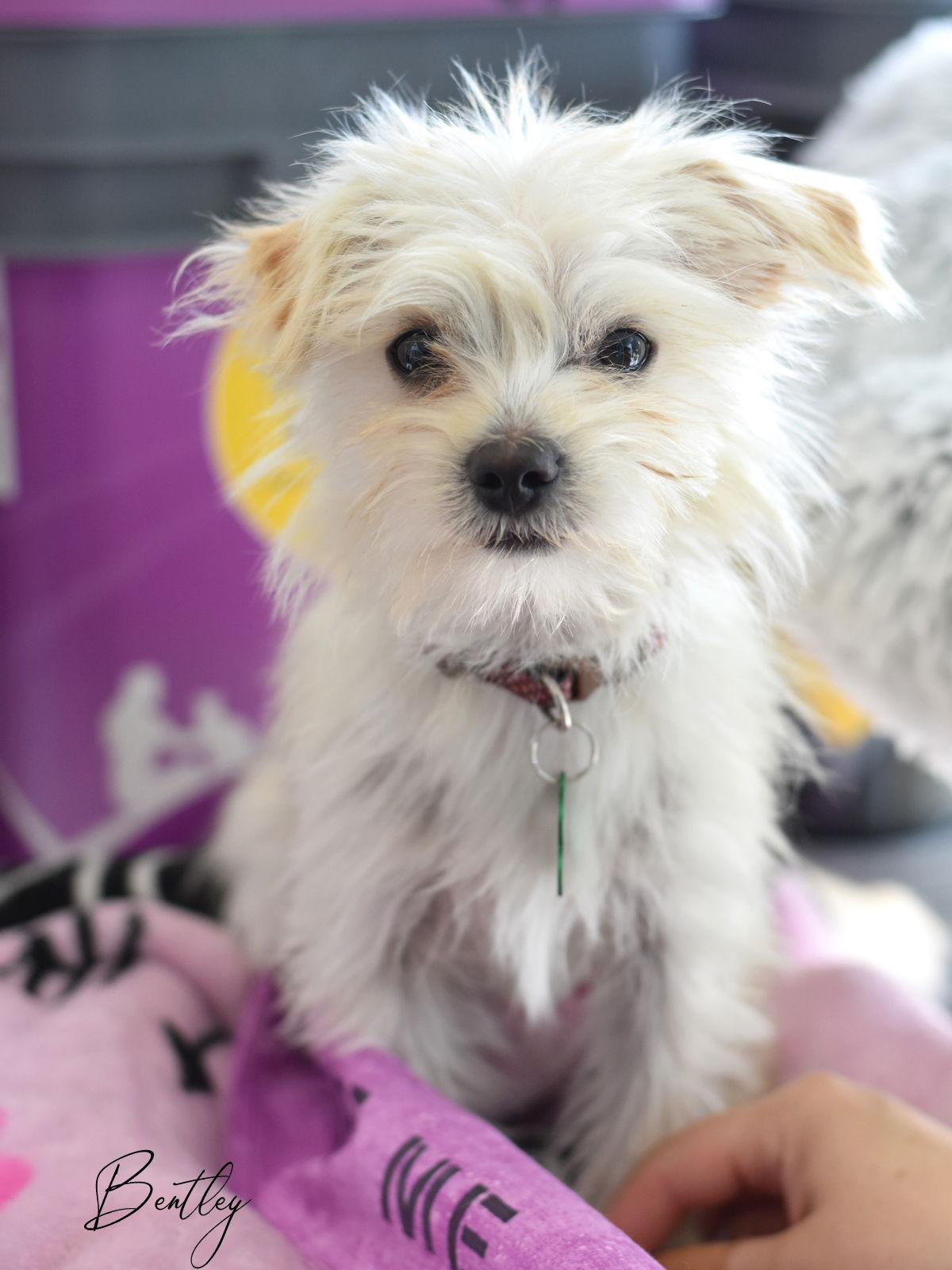 Bentley, Adoptable, Puppy Male Chihuahua.