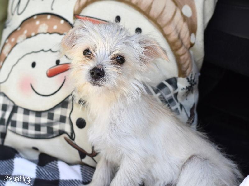 Enlarge Bentley, a Adoptable Chihuahua in Montgomery, TX image 2/3