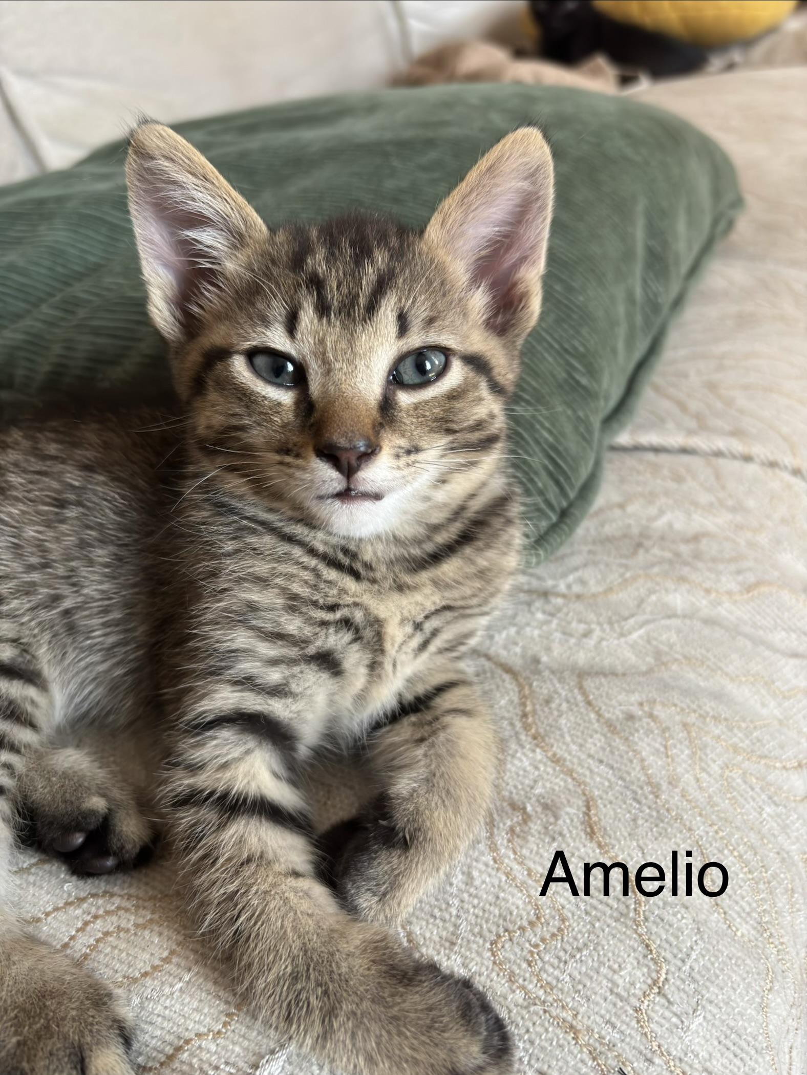 Enlarge Amelio, a Adopted Domestic Short Hair in Montreal, QC image 1/1