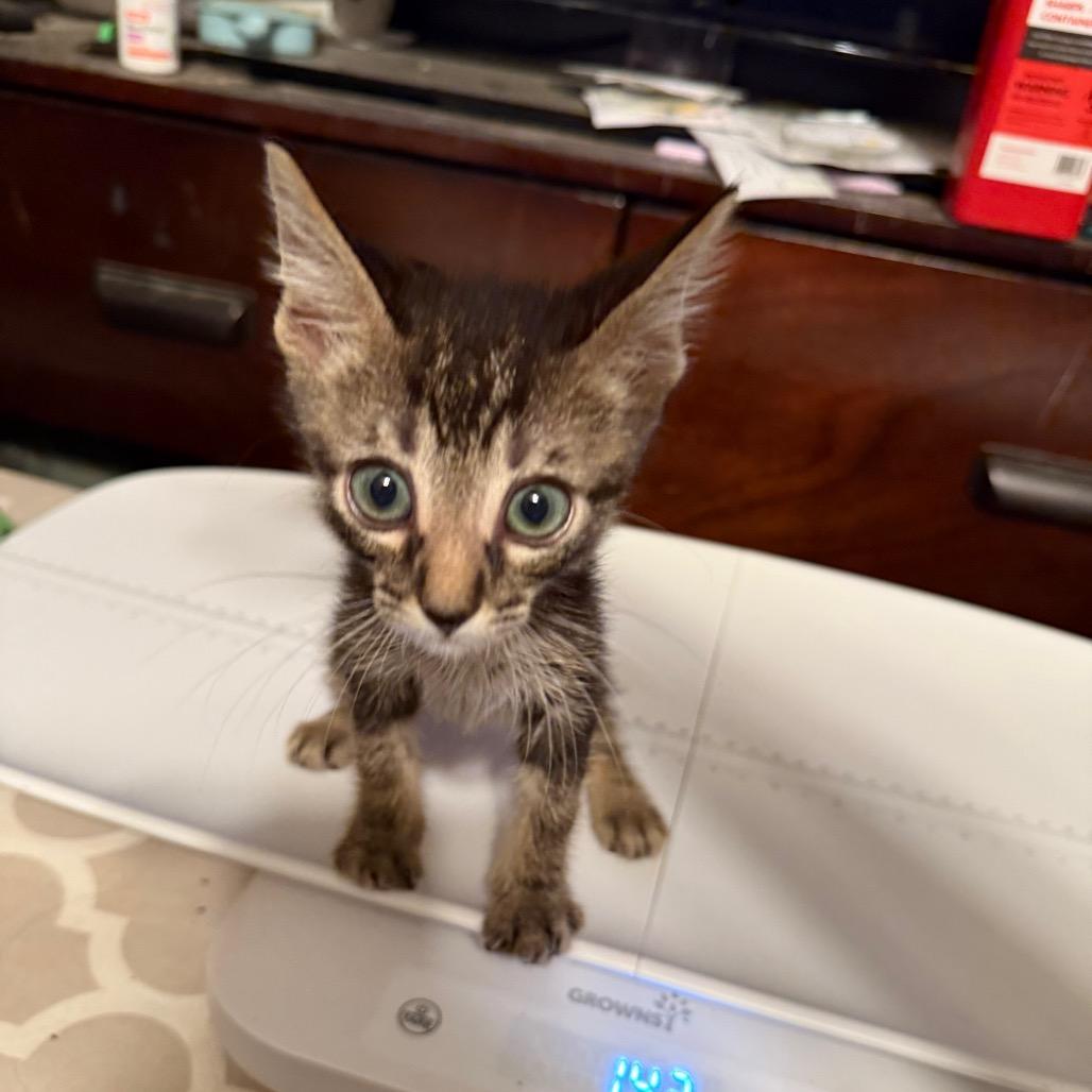 Kayden, Adoptable, Kitten Male Domestic Short Hair.