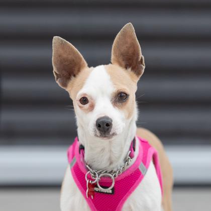 Enlarge Sadie, a Adoptable mixed breed in Scottsdale, AZ image 1/4