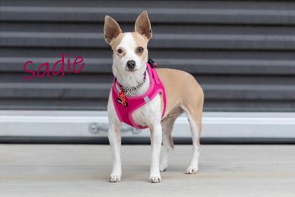 Enlarge Sadie, a Adoptable mixed breed in Scottsdale, AZ image 2/4