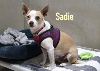 Enlarge Sadie, a Adoptable mixed breed in Scottsdale, AZ image 4/4
