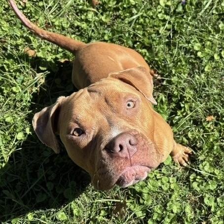 Halo, Adoptable, Adult Male American Bully.