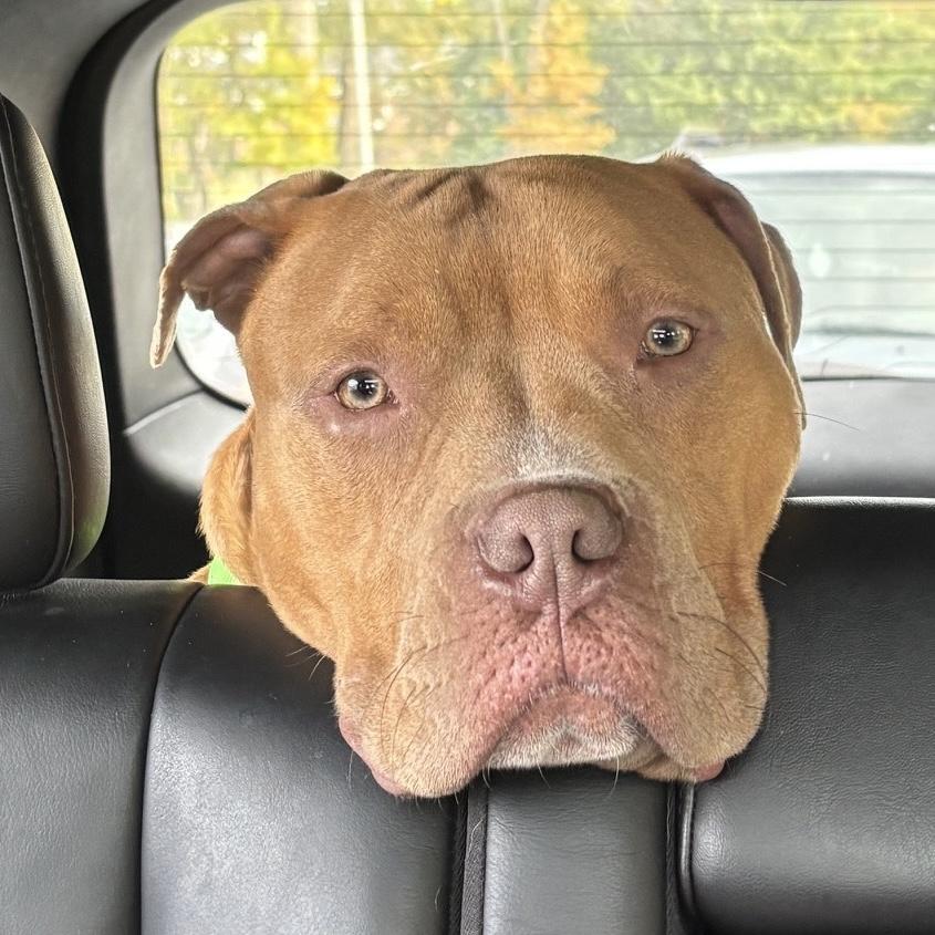 Enlarge Halo, a Adoptable mixed breed in Prospect, KY image 2/5