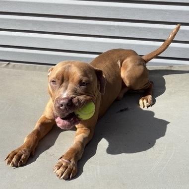 Enlarge Halo, a Adoptable mixed breed in Prospect, KY image 3/5