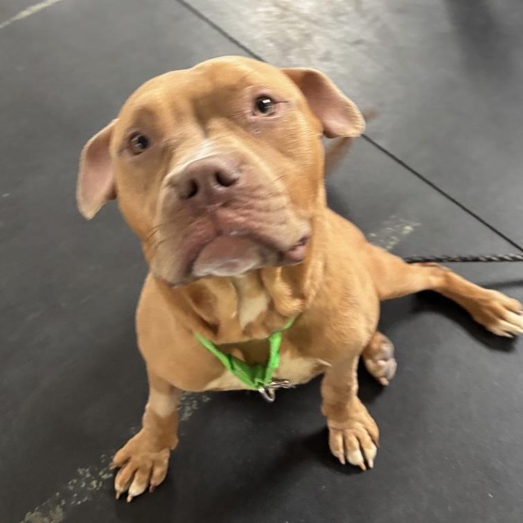 Enlarge Halo, a Adoptable mixed breed in Prospect, KY image 4/5