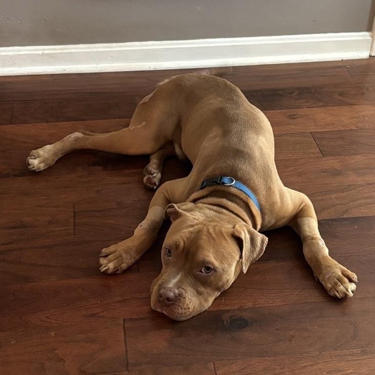 Enlarge Halo, a Adoptable mixed breed in Prospect, KY image 5/5