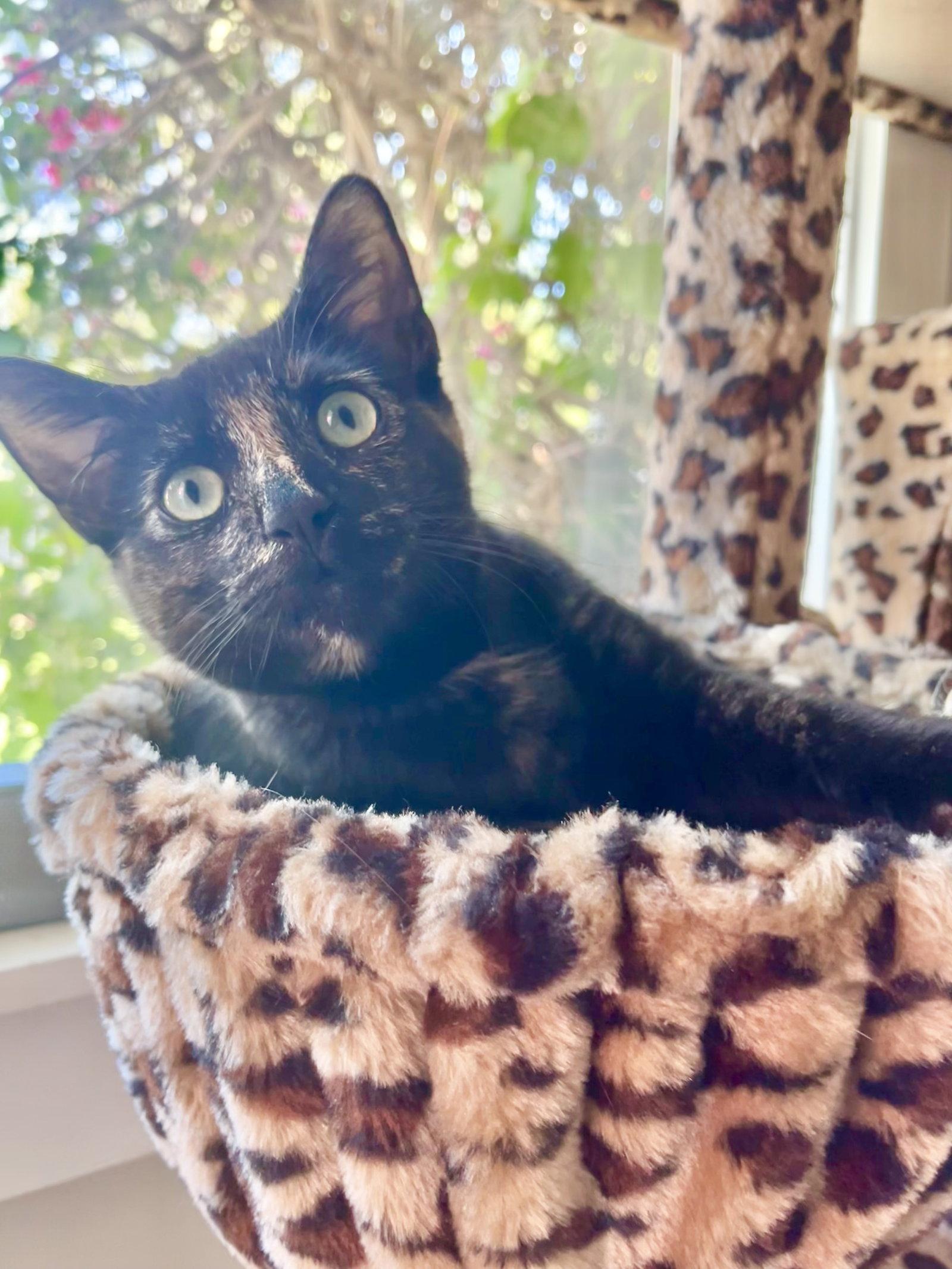 Gigabyte, Adopted, Young Female Tortoiseshell & Domestic Short Hair.