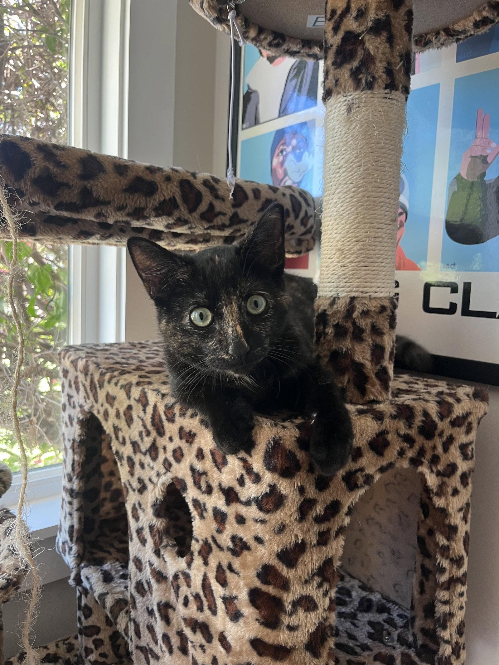 Enlarge Gigabyte, a Adopted mixed breed in Laguna Niguel, CA image 2/3