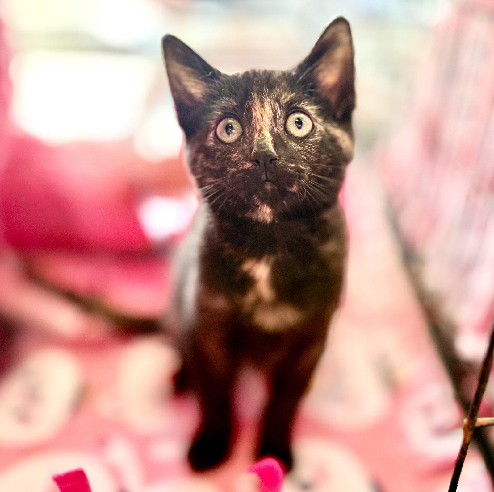 Enlarge Gigabyte, a Adopted mixed breed in Laguna Niguel, CA image 3/3