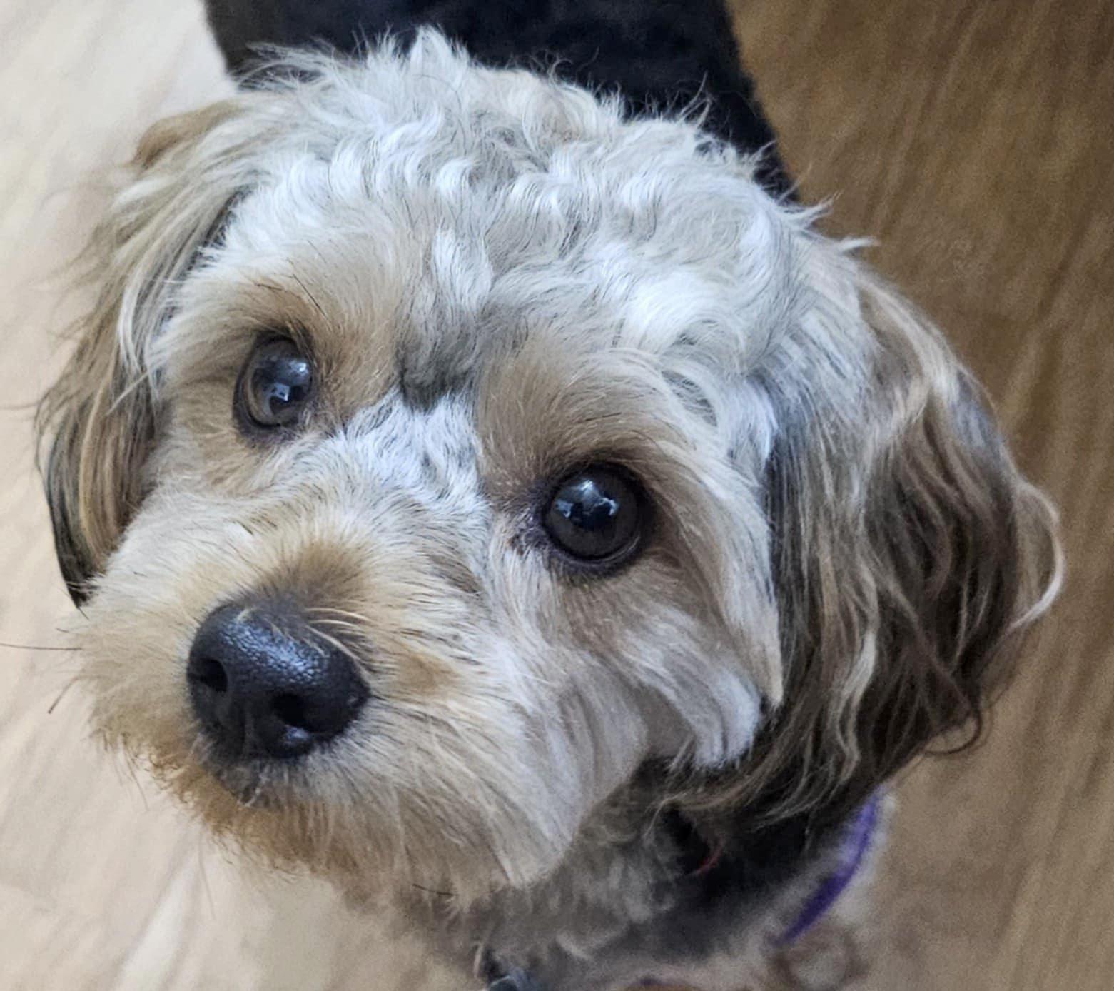 MO, Adopted, Adult Male Yorkshire Terrier & Shih Tzu.