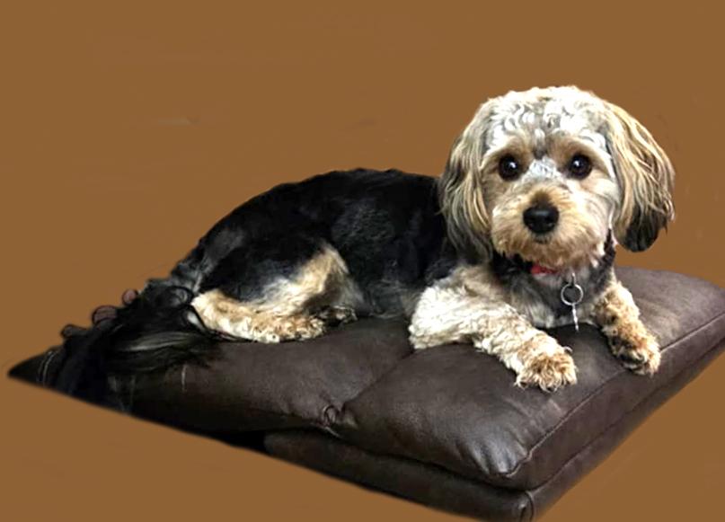 Enlarge MO, a Adopted mixed breed in Floral City, FL image 2/6