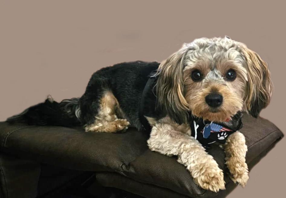 Enlarge MO, a Adopted mixed breed in Floral City, FL image 4/6