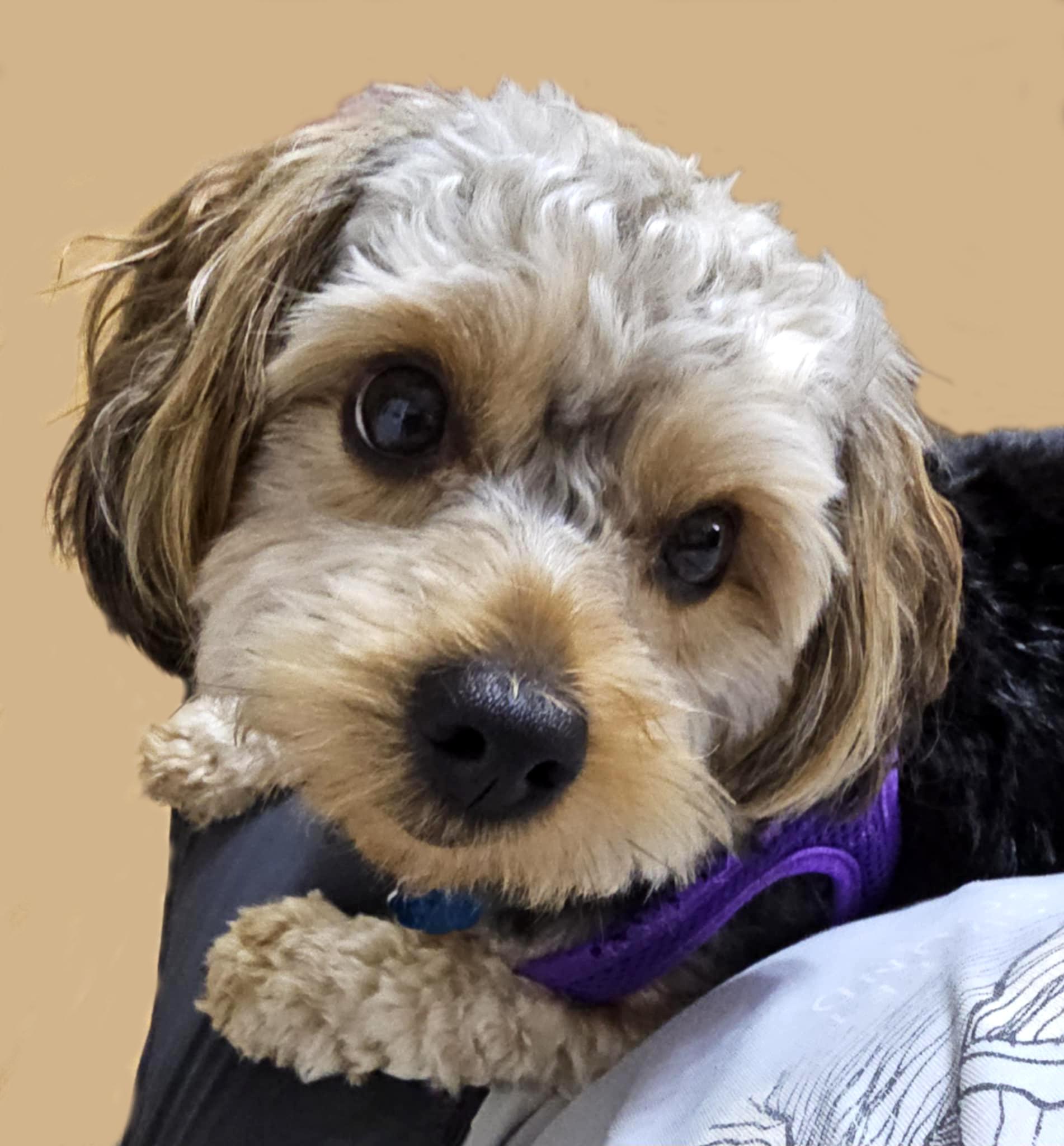 Enlarge MO, a Adopted mixed breed in Floral City, FL image 5/6