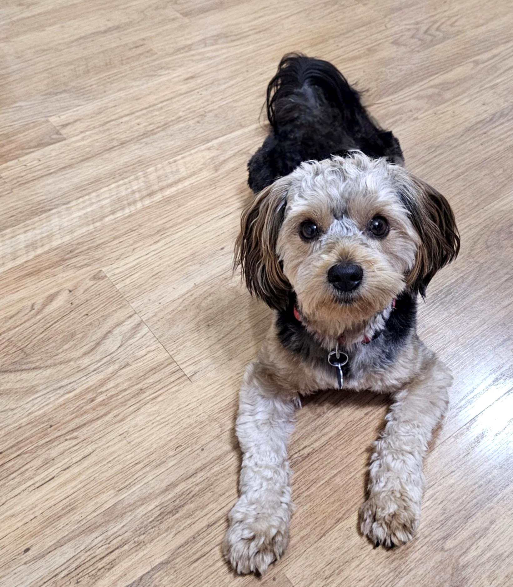 Enlarge MO, a Adopted mixed breed in Floral City, FL image 6/6