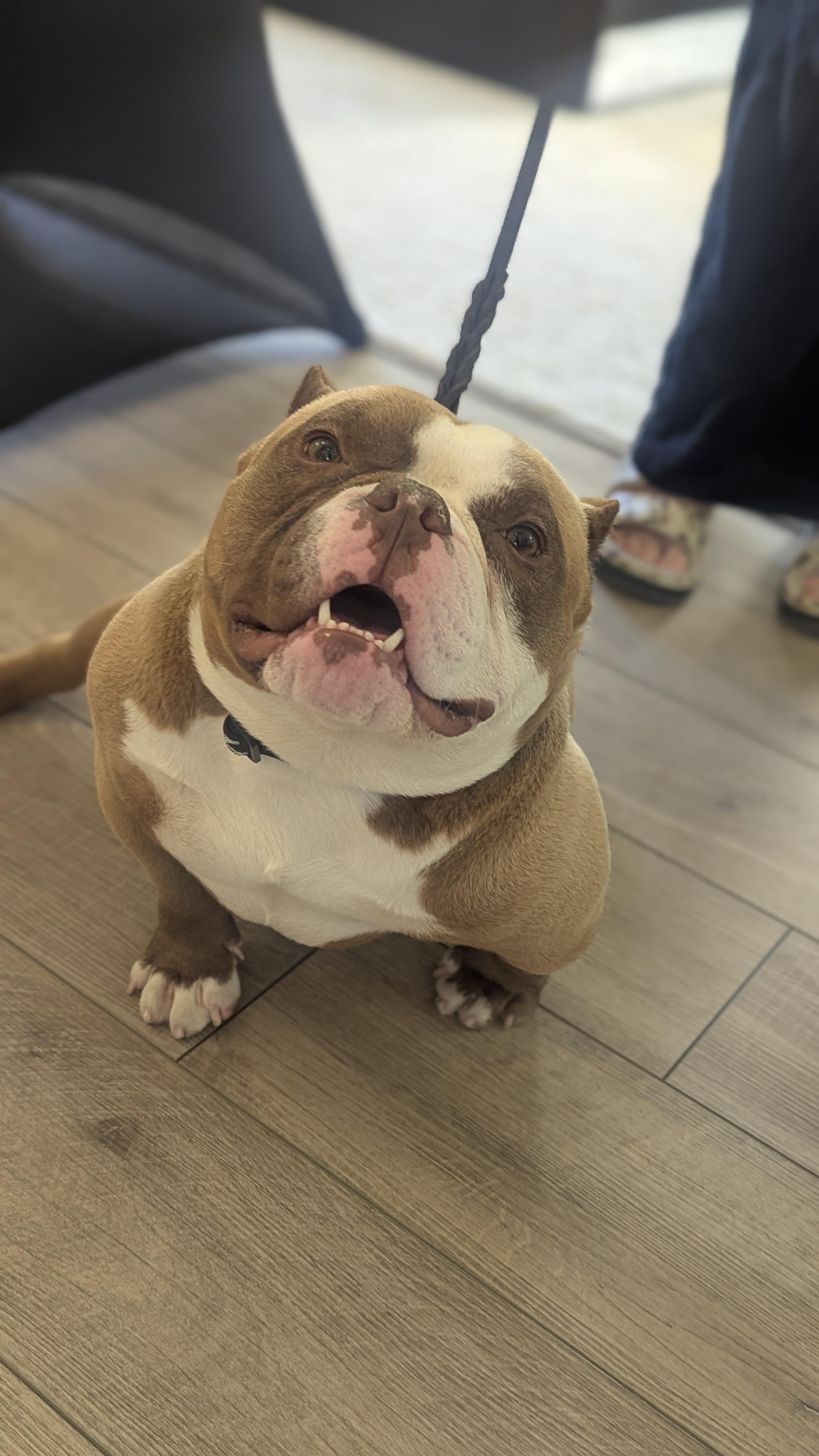 McMuffin, Adopted, Adult Male Pit Bull Terrier & Staffordshire Bull Terrier.