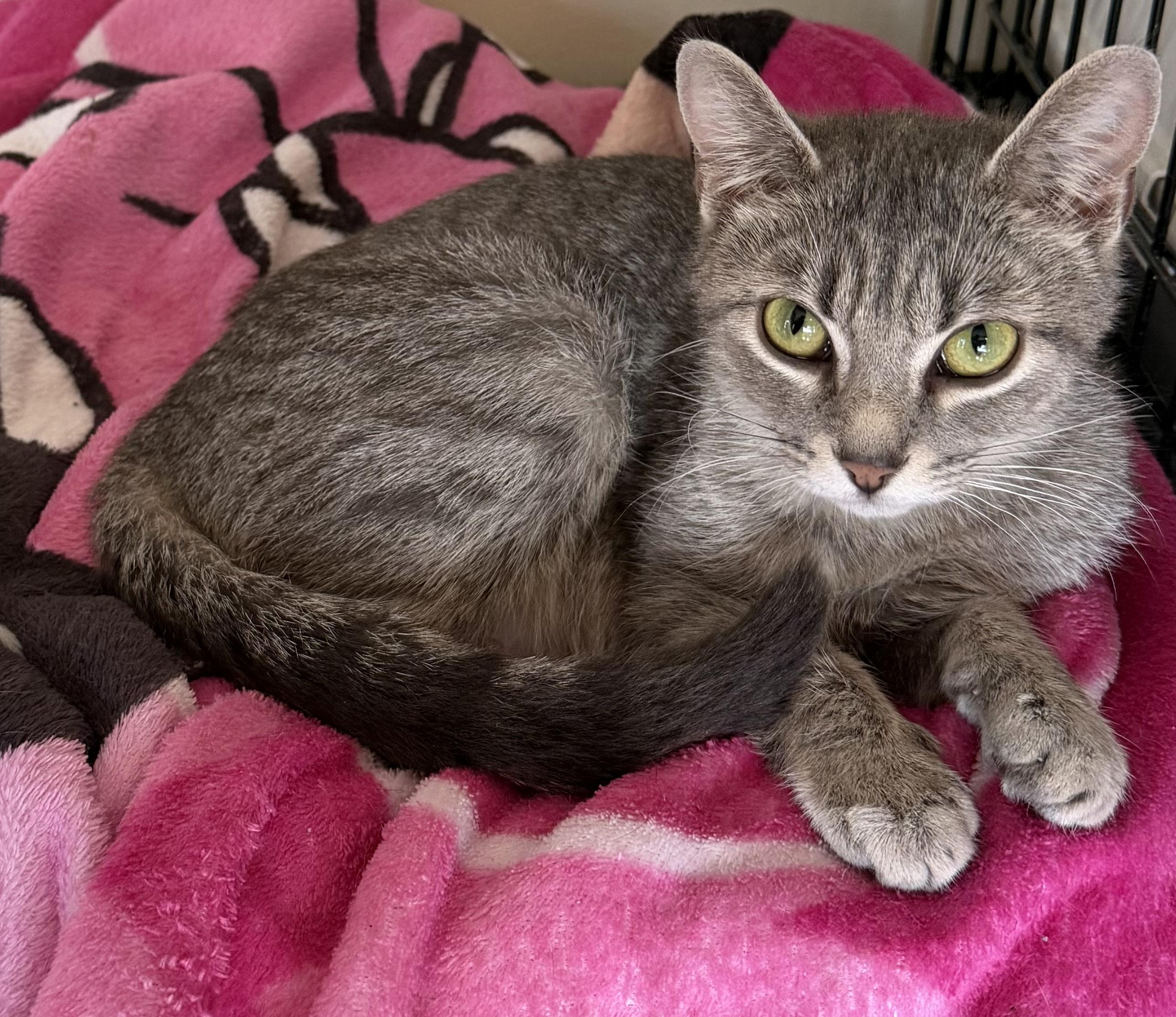 Enlarge Wilma, a ADOPTABLE Domestic Short Hair in Williamsville, NY image 1/1