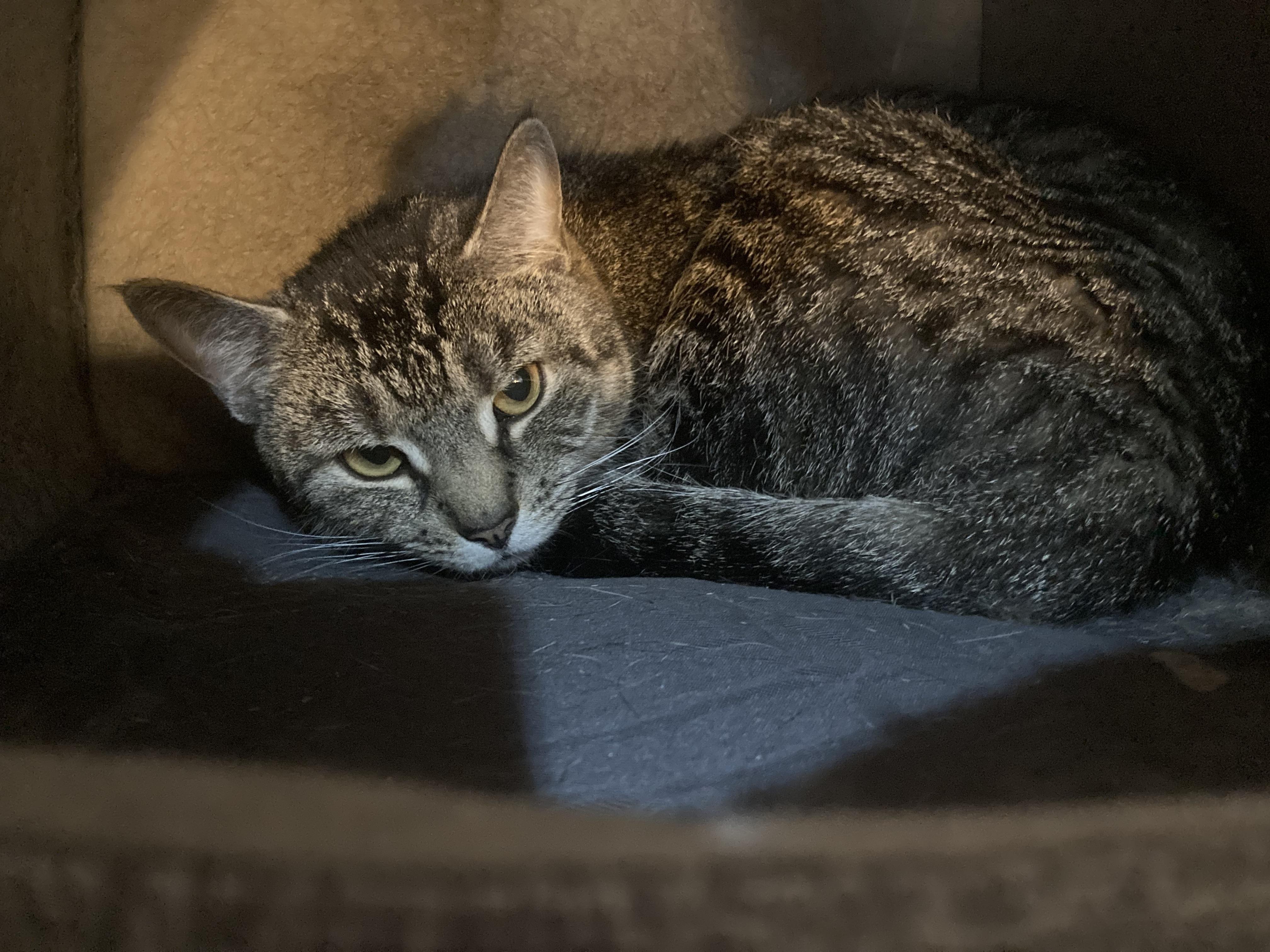 Enlarge Plumpton- looking for a cat friend, a ADOPTABLE Domestic Short Hair in Manchester, NH image 1/1