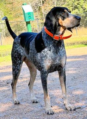Enlarge Sadie (TX), a ADOPTABLE Bluetick Coonhound in Terrell, TX image 6/6