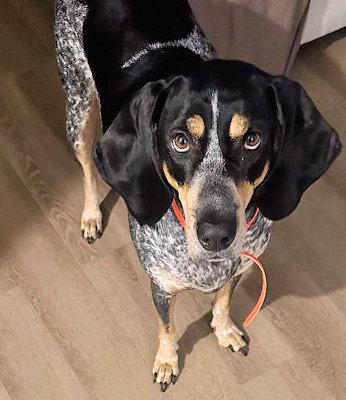 Enlarge Sadie (TX), a ADOPTABLE Bluetick Coonhound in Terrell, TX image 3/6