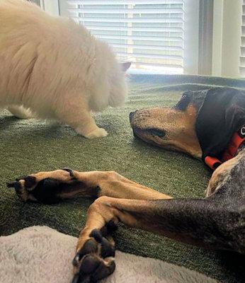 Enlarge Sadie (TX), a ADOPTABLE Bluetick Coonhound in Terrell, TX image 2/6