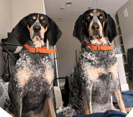 Enlarge Sadie (TX), a ADOPTABLE Bluetick Coonhound in Terrell, TX image 5/6