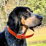 Enlarge Sadie (TX), a ADOPTABLE Bluetick Coonhound in Terrell, TX image 1/6
