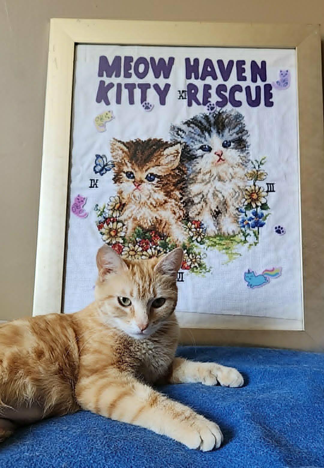 Sunshine, an adopted mixed breed in San Jose, CA image 6/6