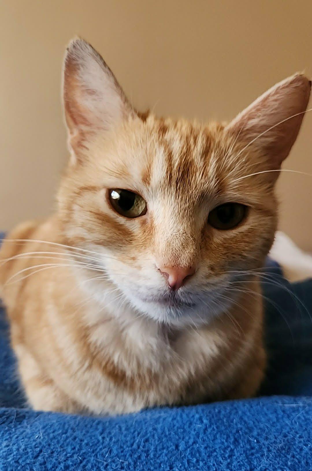 Sunshine, adopted, Young Female American Shorthair & Domestic Short Hair.