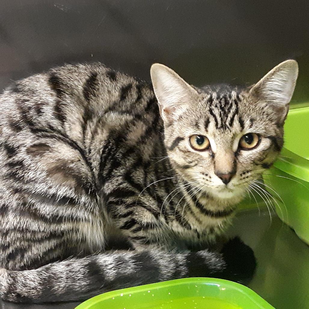 Stars, Adoptable, Young Female Domestic Short Hair.