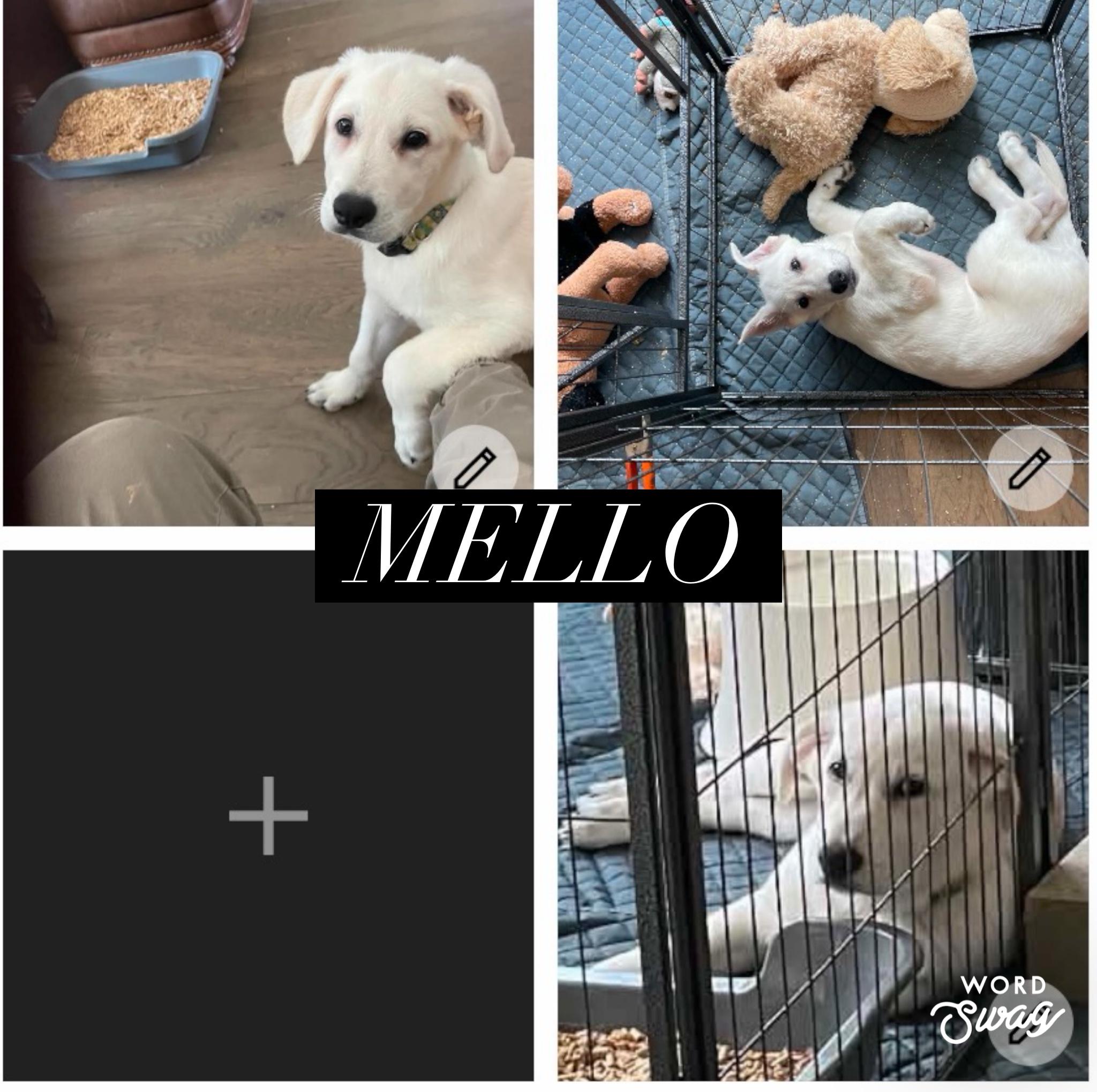 Enlarge Mello, an adopted mixed breed in canyon lake, TX image 1/1