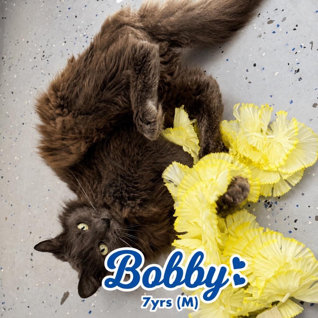 Bobby, Adoptable, Adult Male Domestic Long Hair.