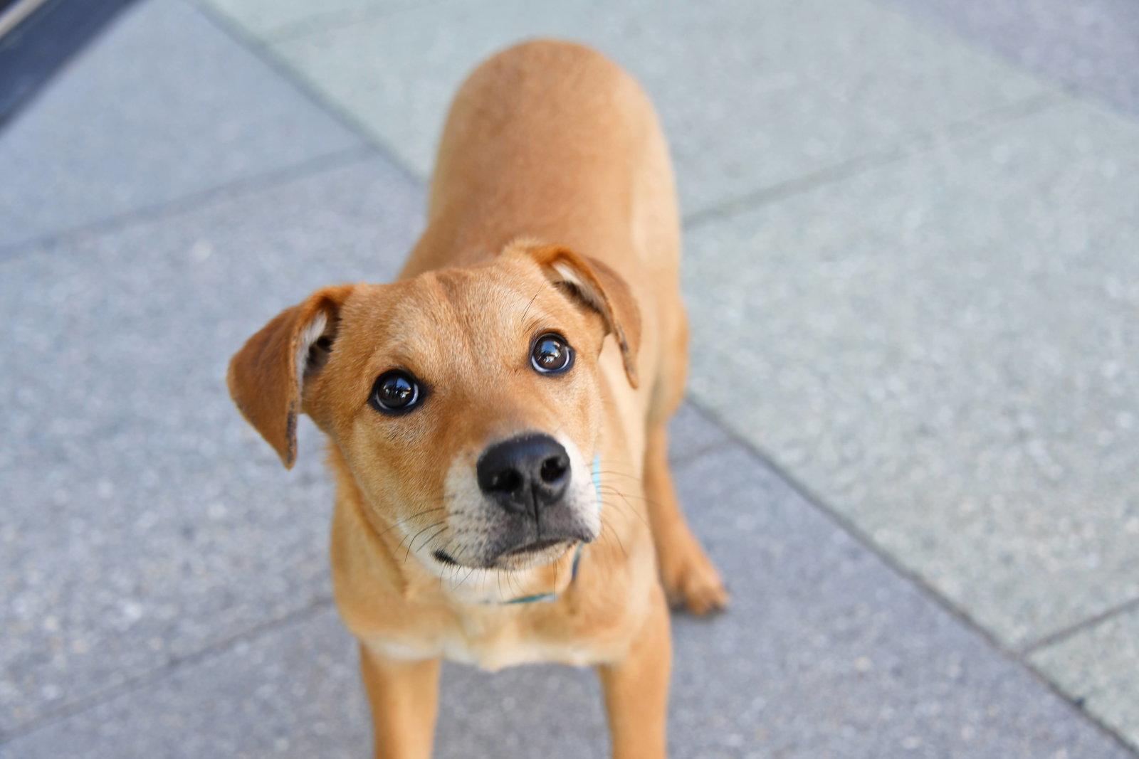 Nimbus 2000, Adoptable, Young Male Catahoula Leopard Dog & Labrador Retriever.