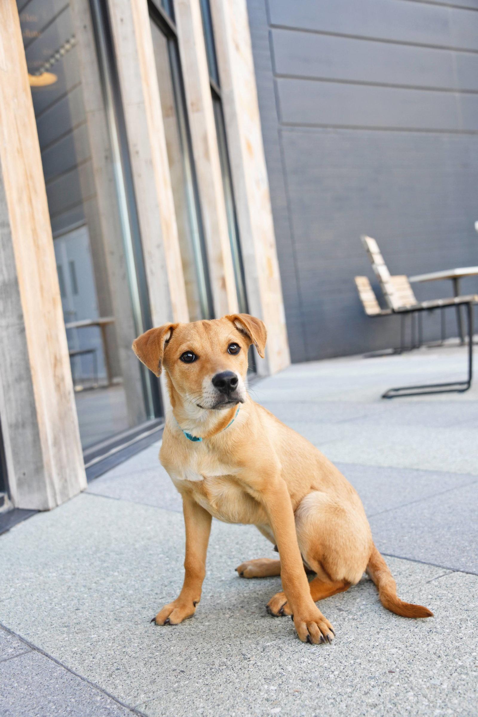 Enlarge Nimbus 2000, a Adoptable mixed breed in Salt Lake City, UT image 2/3
