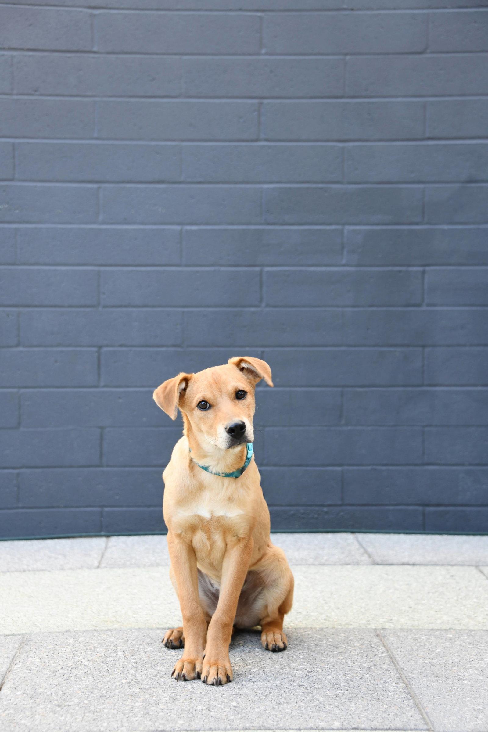 Enlarge Nimbus 2000, a Adoptable mixed breed in Salt Lake City, UT image 3/3