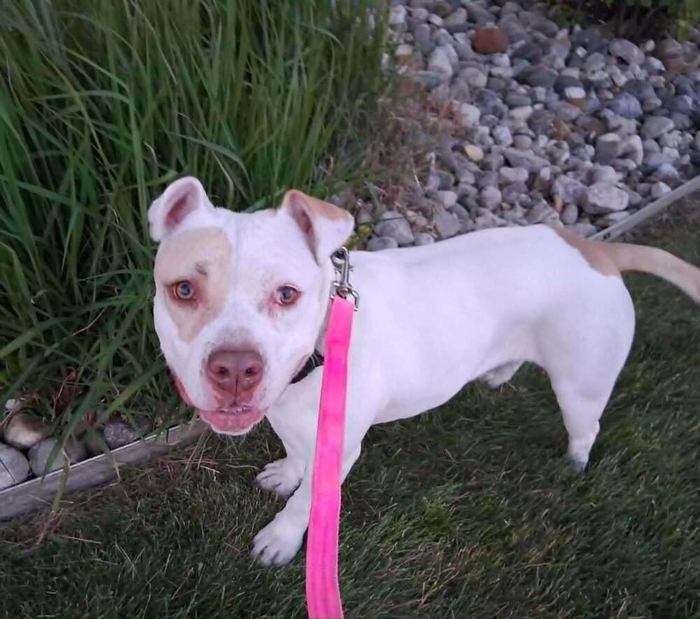 Corn Pops (26-071 D), Adoptable, Young Female Mixed Breed.