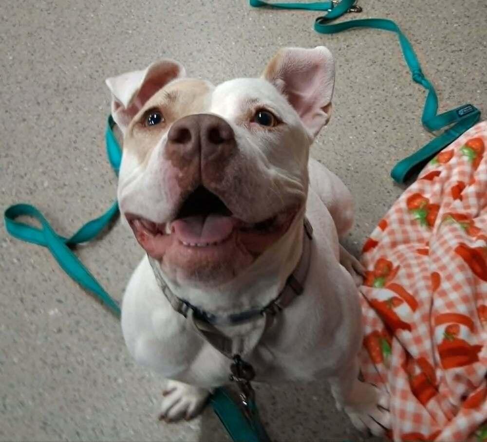 Corn Pops (26-071 D), a Adoptable mixed breed in Lansing, MI image 3/6