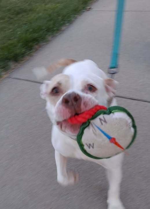 Corn Pops (26-071 D), a Adoptable mixed breed in Lansing, MI image 5/6
