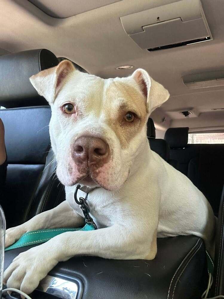 Corn Pops (26-071 D), a Adoptable mixed breed in Lansing, MI image 6/6