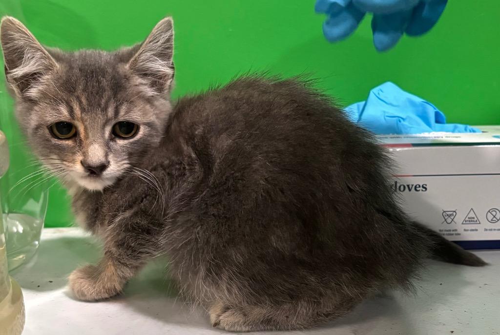 Rocky, Adoptable, Young Male Domestic Short Hair.