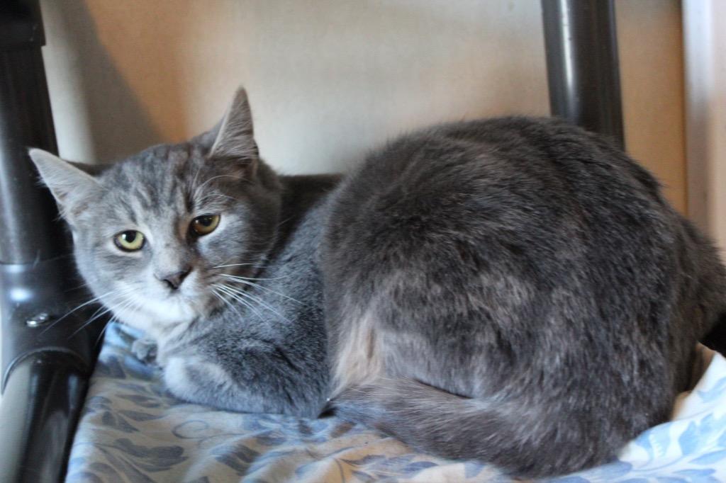 Enlarge Rocky, a Adoptable mixed breed in Parsons, WV image 2/2