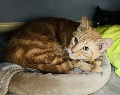 Wazzi — thumbnail 2