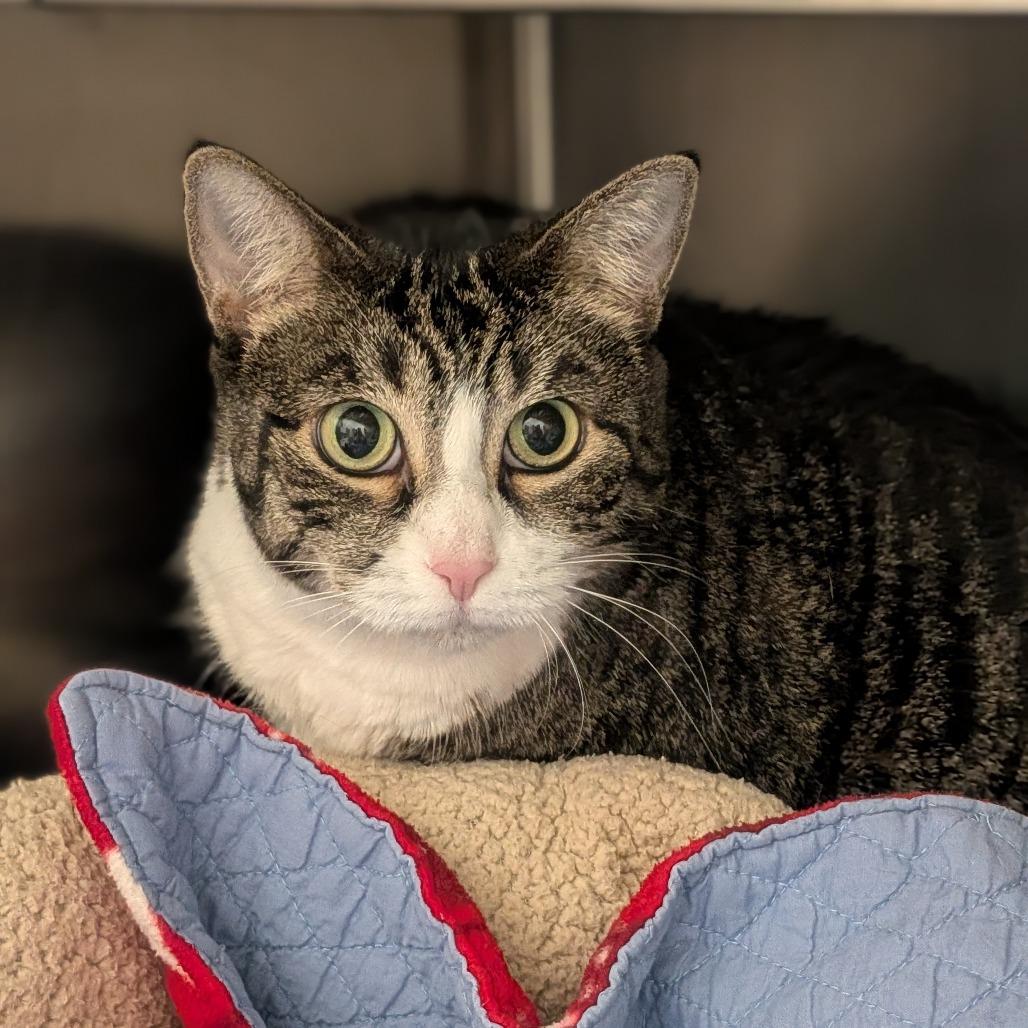 Missy, Adoptable, Senior Female Domestic Short Hair.