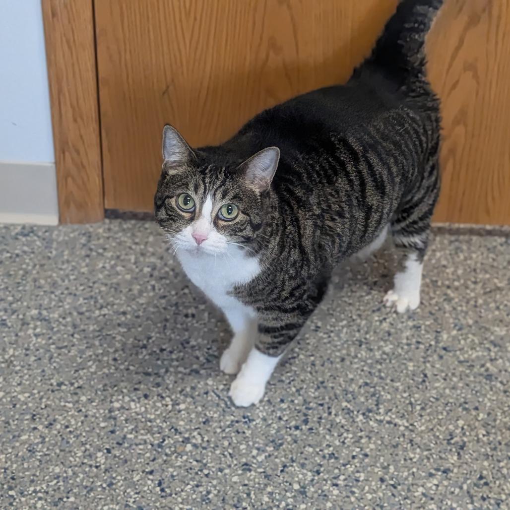 Enlarge Missy, a Adoptable Domestic Short Hair in Prairie du Chien, WI image 2/2