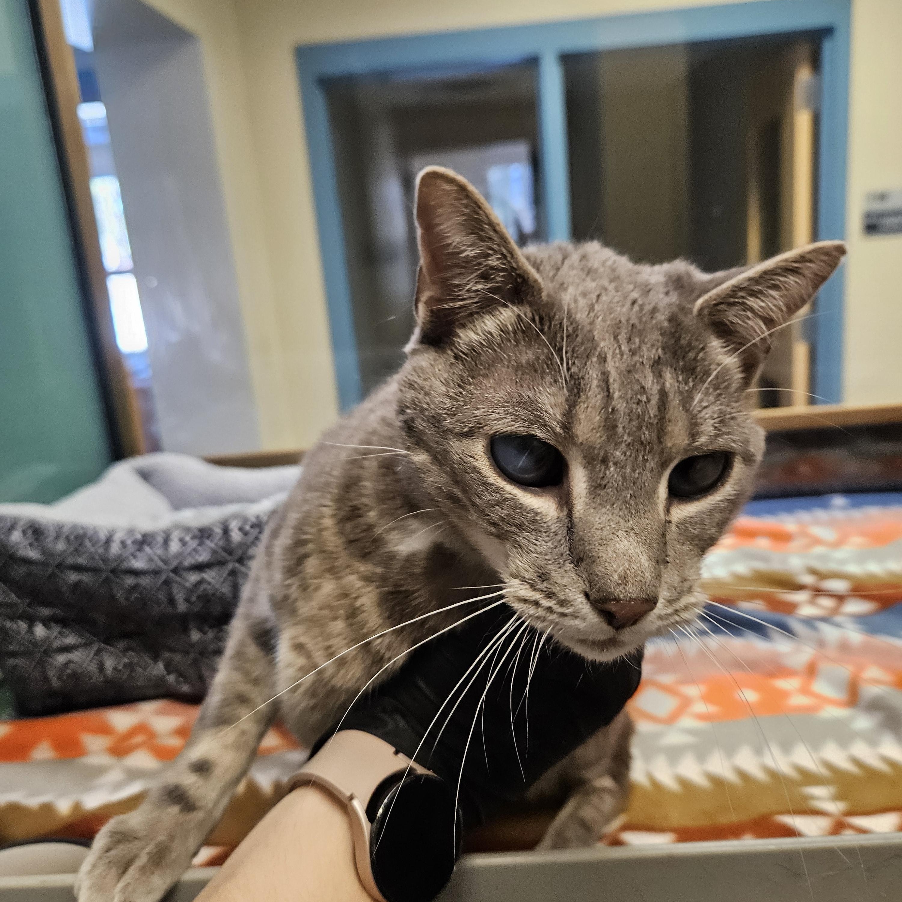 Clyde, ADOPTABLE, Adult Male Domestic Short Hair.