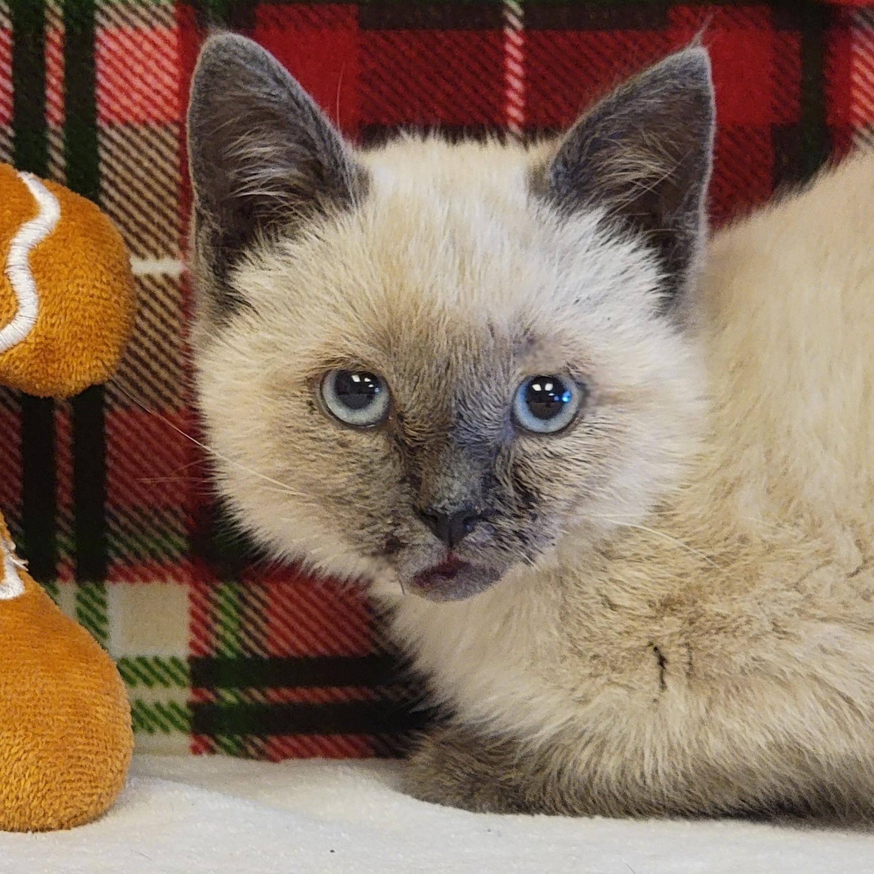 Enlarge Nessie, a ADOPTABLE Siamese in ALPINE, TX image 1/5