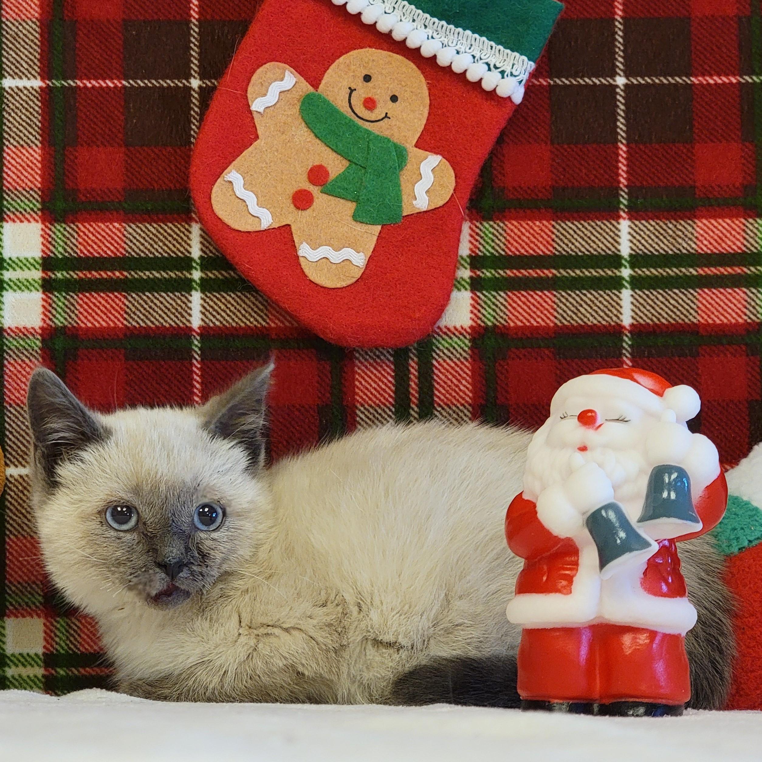 Enlarge Nessie, a ADOPTABLE Siamese in ALPINE, TX image 2/5