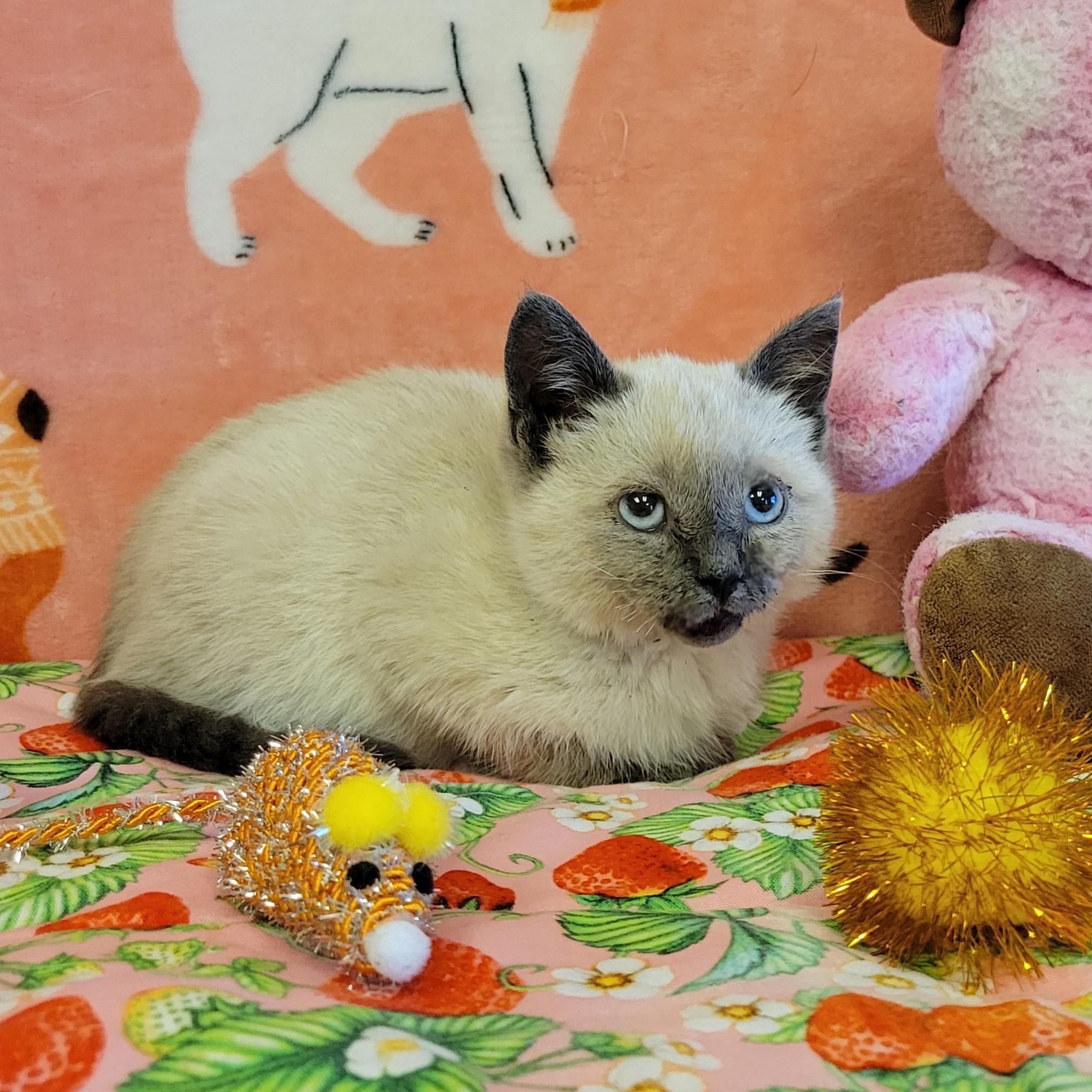 Enlarge Nessie, a ADOPTABLE Siamese in ALPINE, TX image 3/5