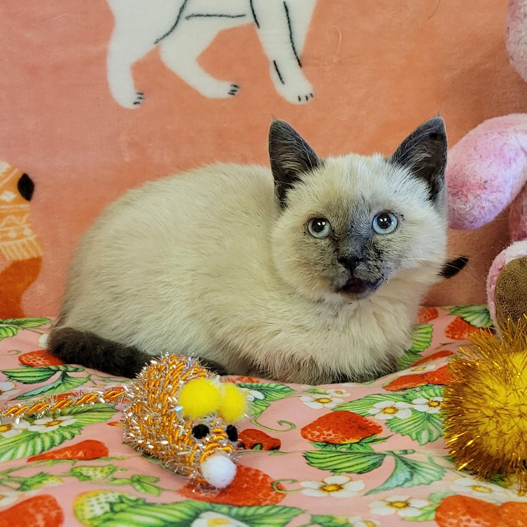 Enlarge Nessie, a ADOPTABLE Siamese in ALPINE, TX image 4/5